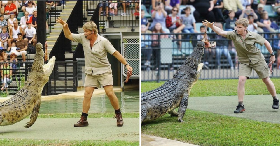 Steve Irwin feeding a crocodile and Robert Irwin feeding a crocodile