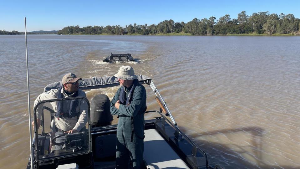 Assignment Freelance Picture A problem crocodile has been targeted for removal from the Fitzroy\n River in Rockhampton.