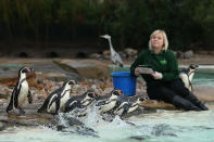 A zookeeper poses with penguins during London Zoo's annual stocktake of animals on January 3, 2013 in London, England. (Photo by Dan Kitwood/Getty Images)