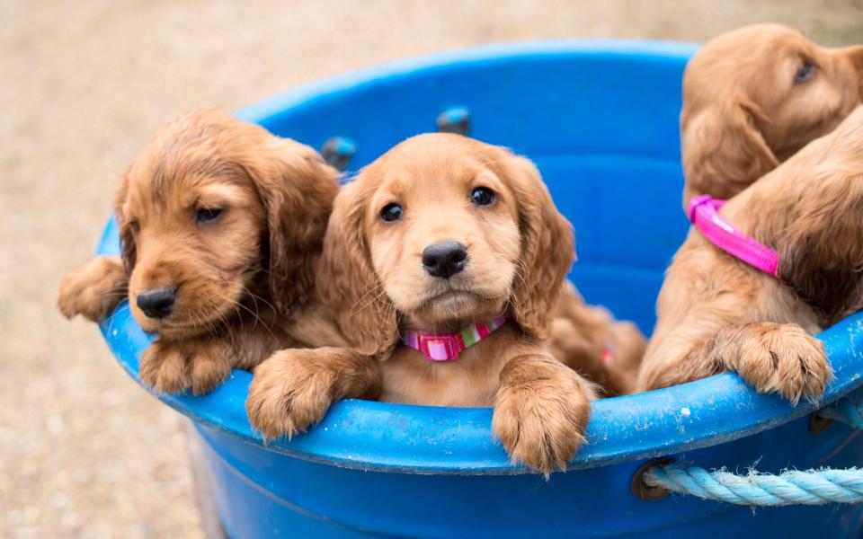 Four cocker spaniel puppies in a bucket - Adam Heritage/Television Stills