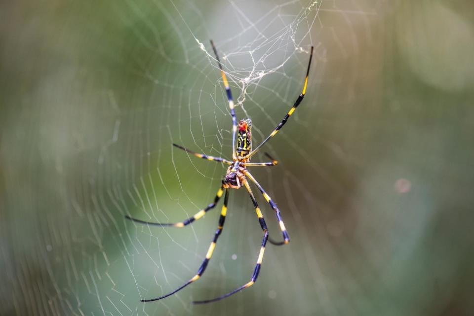 PHOTO: Trichonephila clavata (Joro spider) on the spider web (Little Dinosaur/Getty Images)