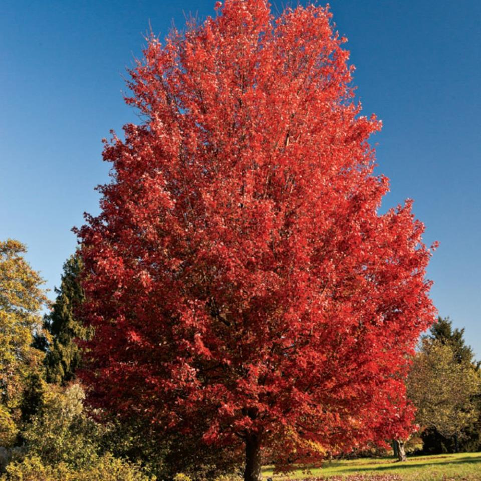 October Glory Red Maple