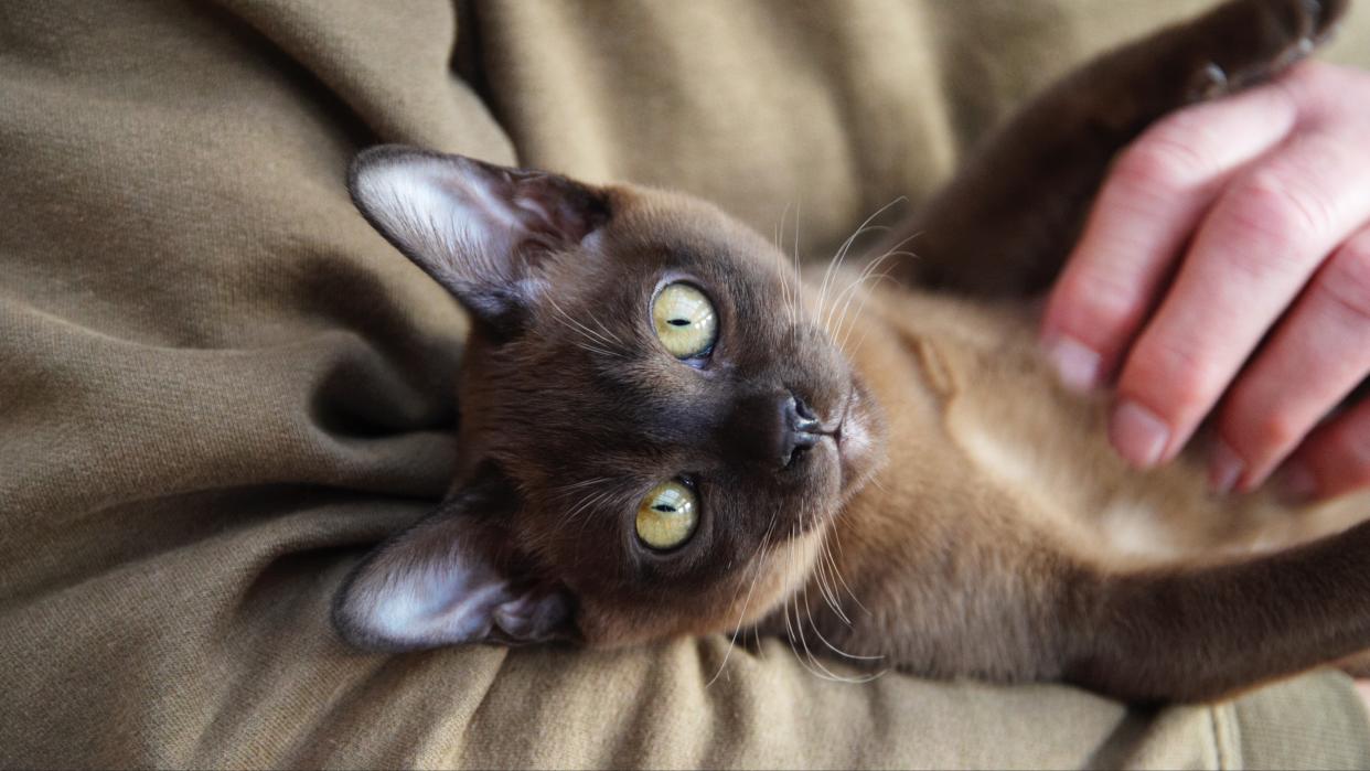 Burmese cat