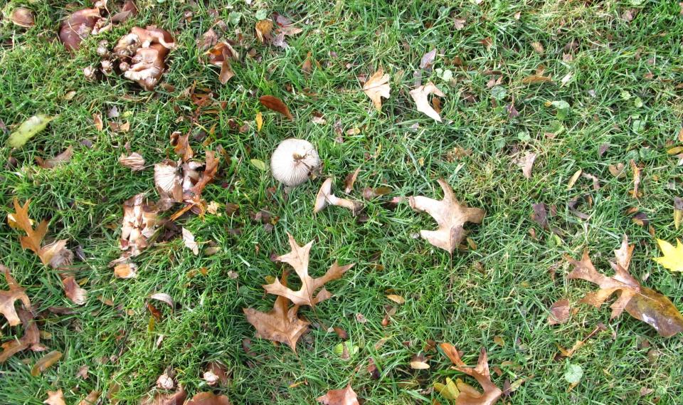 Since some mushrooms, like the death cap mushroom, are poisonous, it's a good idea to get rid of them as soon as they appear in your lawn. You can either mow close to the ground or dig them out, but don't touch death cap mushrooms with your bare hands.