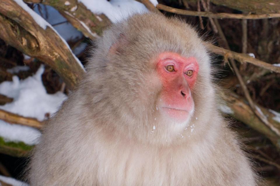 A Japanese macaque is on the loose after escaping from a wildlife park in Scotland ((Alamy/PA))