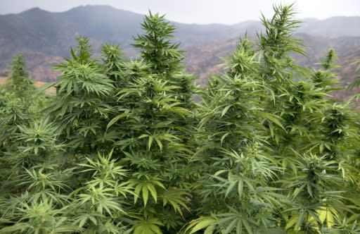 Hybrid cannabis strains with names like "Pakistana", "Amnesia" "Gorilla" and "Critical" are created in laboratories in Europe and North America and then introduced to Morocco