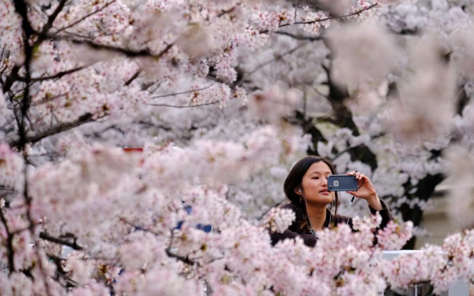 A visitor takes a photograph of cherry blossoms in full bloom in the Japanese capital Tokyo - Kazuhiro Nogi/AFP