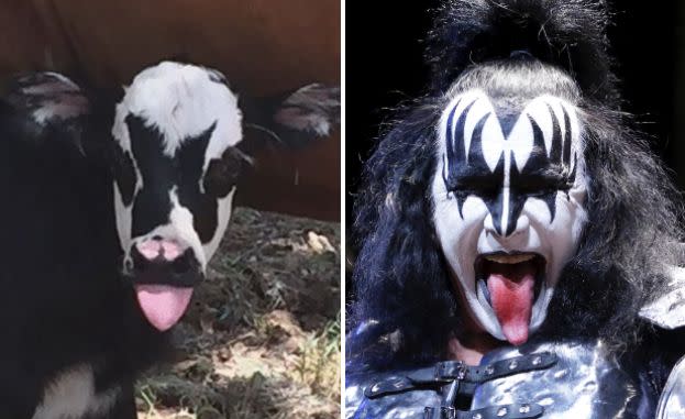 How about a little moosic? This newborn cow bears a striking resemblance to KISS singer Gene Simmons. (Photo: <a href="https://www.facebook.com/hill.country.visitor/" target="_blank">Hill Country Visitor/Reuters</a>)