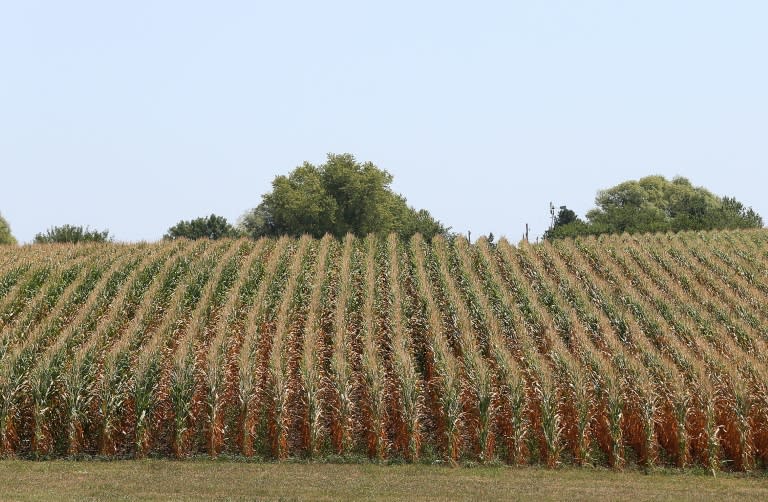 The US grain is cheaper than Brazil and Argentina's corn, at $198 a ton