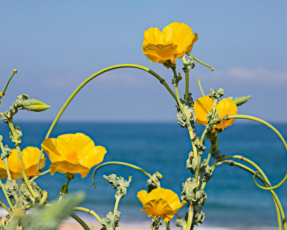 YELLOW HORNED POPPY