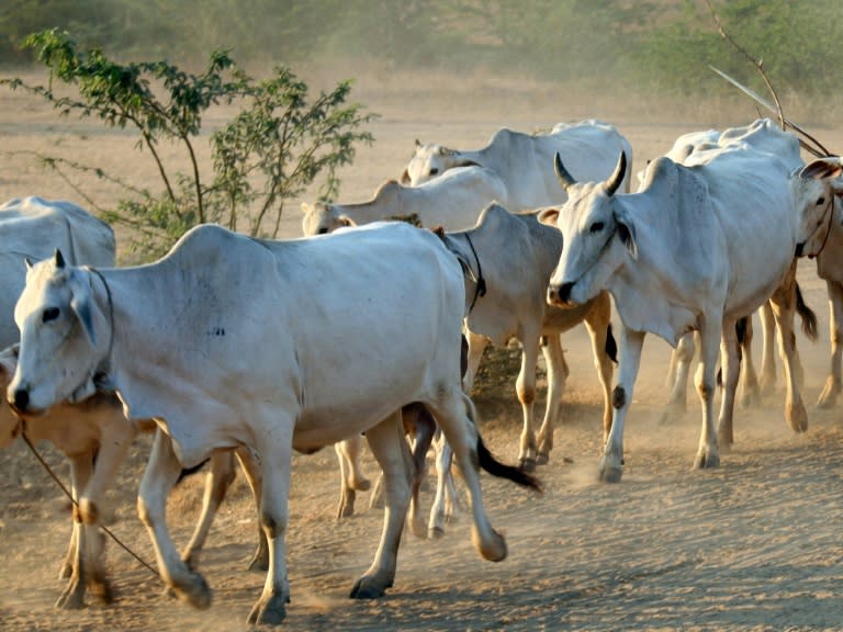 Unbekannte haben in Hessen mehrere Zebu-Rinder vergiftet. Fünf der ursprünglich aus Südasien stammenden Hausrinder starben im Mai auf einer Weide bei Reinheim im Landkreis Darmstadt-Dieburg. Die Polizei ermittelt. (KHIN MAUNG WIN)