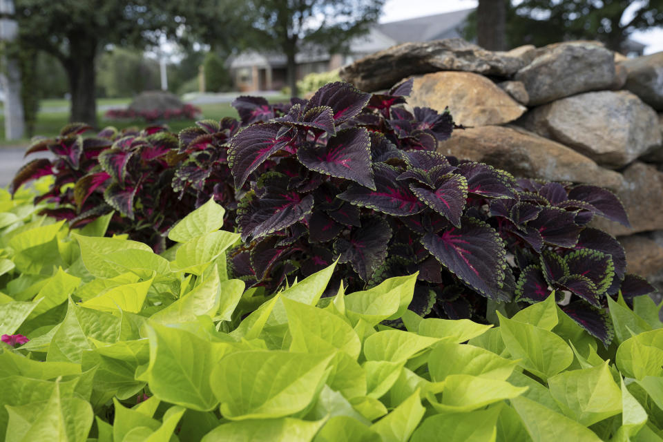 This undated photo provided by Proven Winners shows ColorBlaze "Torchlight" Coleus and Sweet Caroline "Sweetheart Lime" sweet potato vine growing side by side. (Proven Winners via AP)