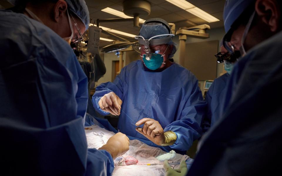 Dr Robert Montgomery prepares sutures for use in the xenotransplantation surgery at NYU Langone in New York - Joe Carrotta for NYU Langone Health/Handout via REUTERS 