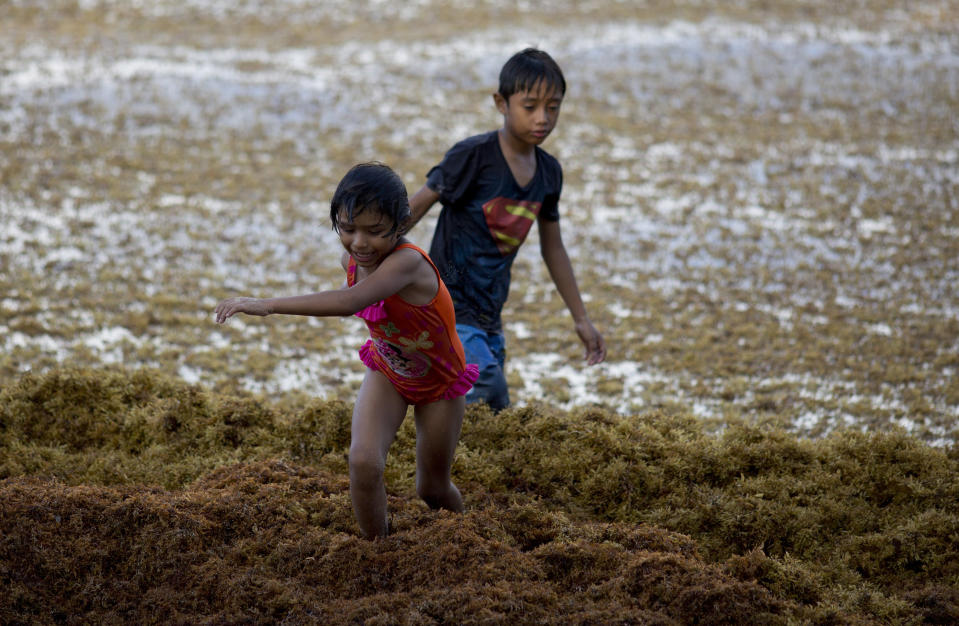 In this Sunday, Aug. 5, 2018 photo, children play on the beach full of sargassum in Bahia La Media Luna, near Akumal in Quintana Roo state, Mexico. A Mexican environmental agency is constructing barriers at sea just beyond its famed Riviera Maya beaches to decrease the massive amounts of sargassum washing up onshore. (AP Photo/Eduardo Verdugo)