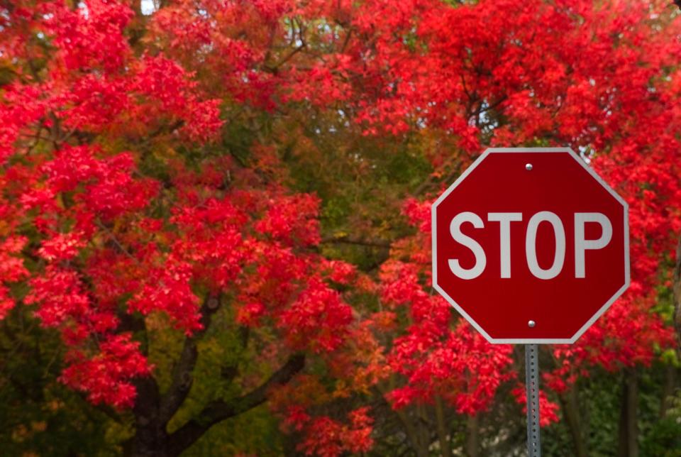 A Chinese pistache tree in its full autumn color grows near a stop sign on Columbia Avenue and Willow Street in Stockton. This is an example of a single-color composition