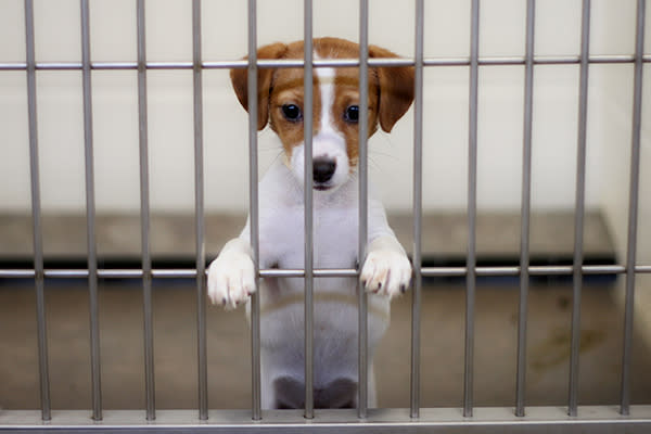 La mayor cantidad de abandonos de mascotas sucedería en enero. Foto: DanBrandenburg / Getty Images.