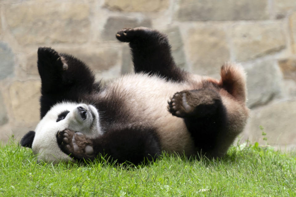 FILE - Giant panda Xiao Qi Ji plays at his enclosure at the Smithsonian National Zoo in Washington, Sept. 28, 2023. Early Wednesday morning, Nov. 8, three large white crates containing giant pandas Mei Xiang, Tian Tian and their cub Xiao Qi Ji were loaded by forklifts onto waiting trucks for the trip ro Chengdu, China. (AP Photo/Jose Luis Magana, File)