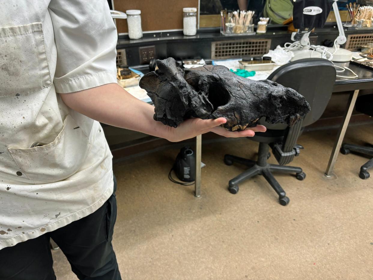 A hand holds a dire wolf skull covered in asphalt