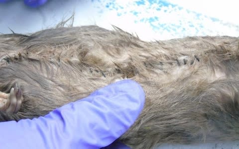 Animal Rats Drugs Smuggling Case - Credit: Ministry of Justice/&nbsp;PA