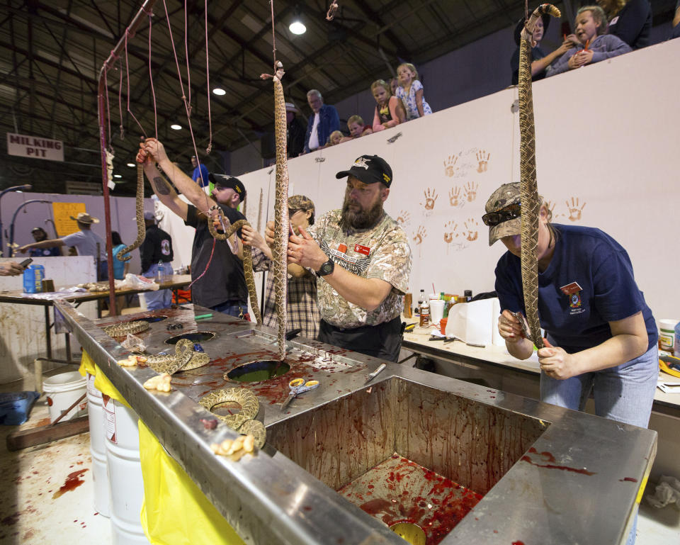 FILE -Sweetwater Jaycees clean and skin rattlesnakes at the Sweetwater Jaycees World's Largest Rattlesnake Roundup, March 13, 2015, in Sweetwater, Texas. Animal rights activists praised an annual rattlesnake roundup in south Georgia that recently changed the format of this month’s event to celebrate living snakes without skinning and butchering them. But no such changes are occurring at a huge rattlesnake roundup beginning this weekend, Saturday March 12, 2022 in Texas, a festival that the activists say is barbaric. (Courtney Sacco/Odessa American via AP, File)