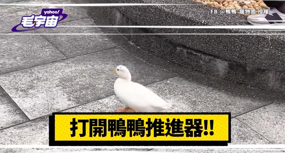 史上最勾錐路跑選手！萌鴨練跑畫面曝光 網笑：真的好快鴨～