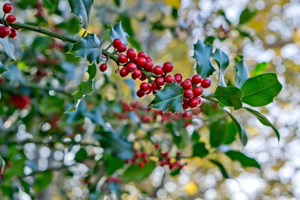 Holly Berries on Vine