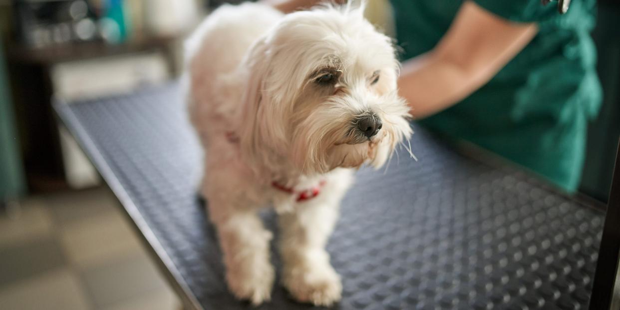 Dog at vets