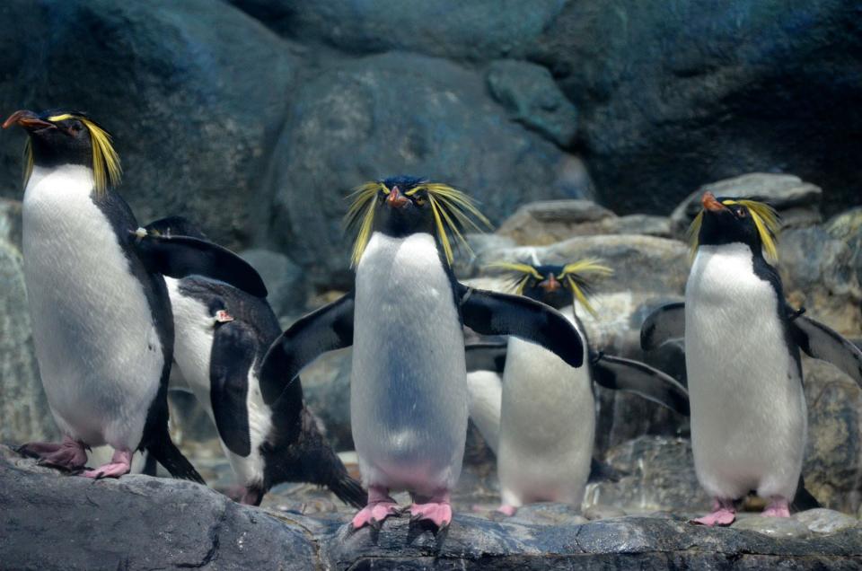 group of northern rockhopper penguins