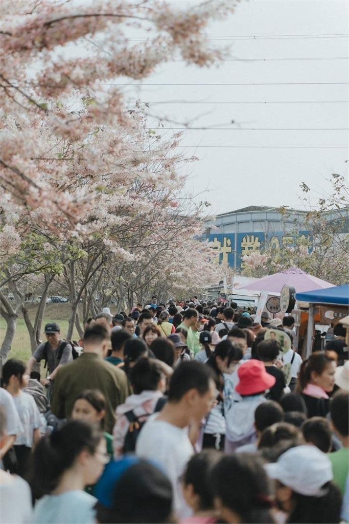 粉紅花旗木盛開「南國花都」插畫地圖帶您遊賞臺南