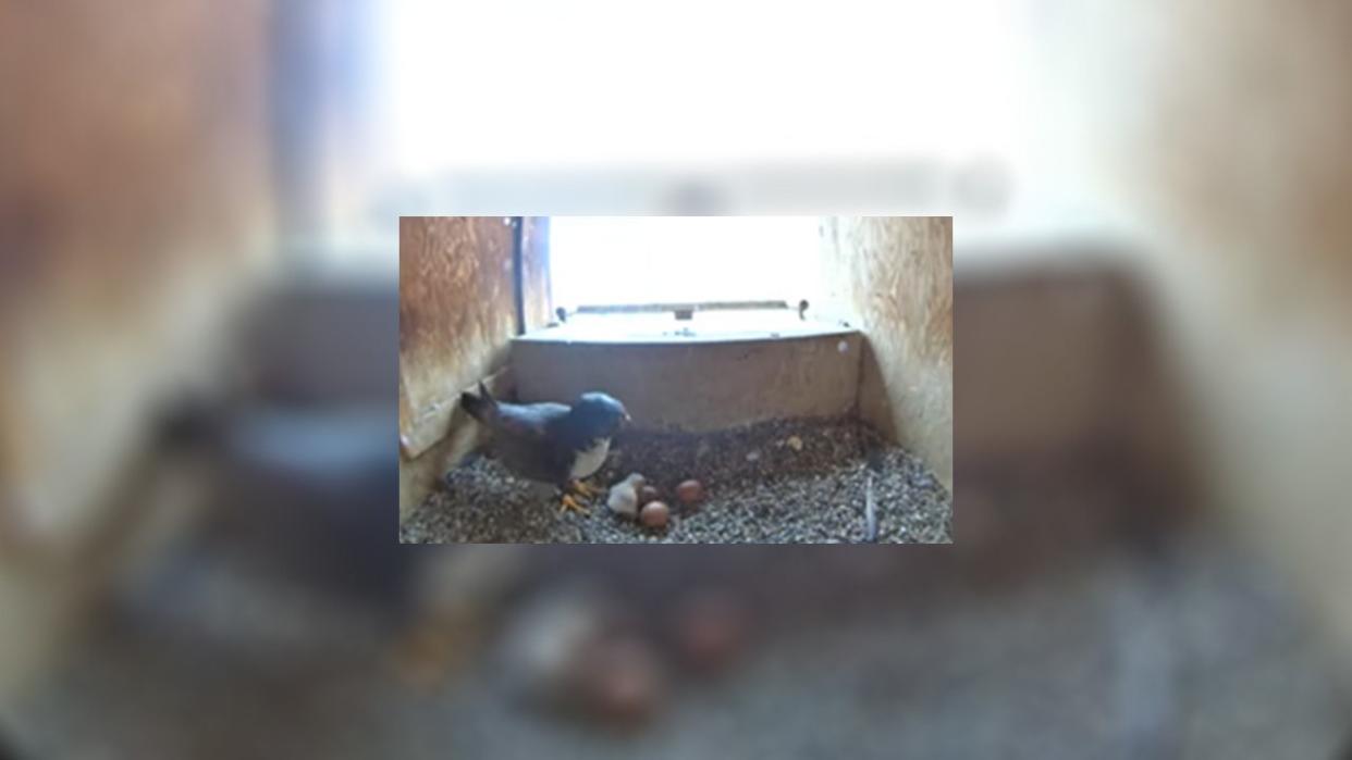 <div>The peregrine falcon with her first chick in St. Paul (Courtesy: MN DNR).</div>