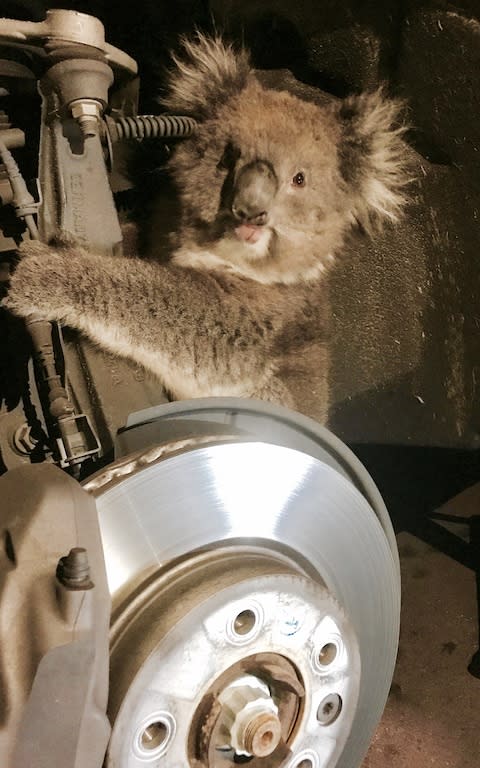 A koala sits trapped in the wheel well of a car after the wheel was removed to facilitate its rescue in Adelaide - Credit: REUTERS