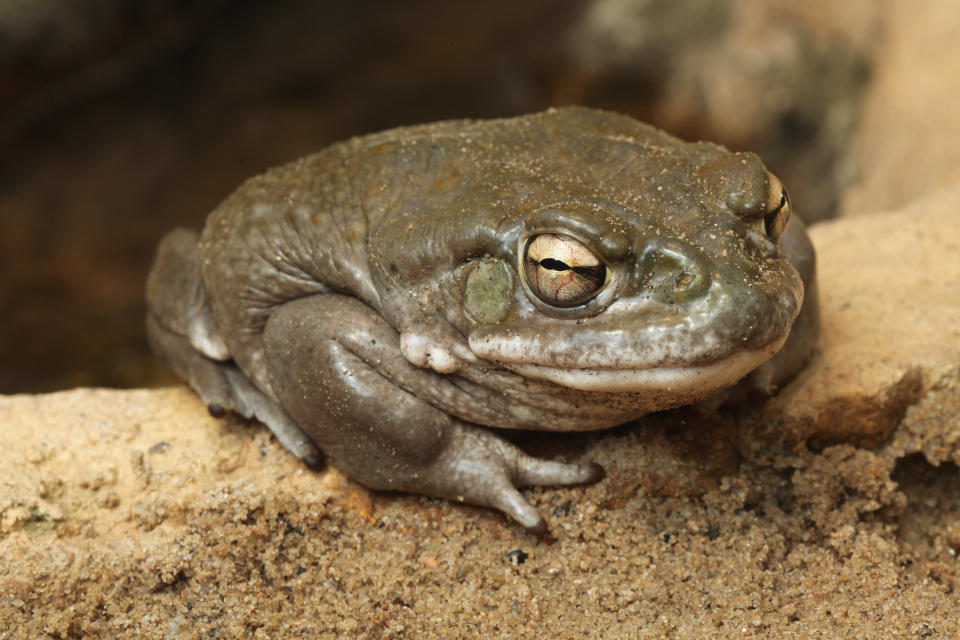 Wem kommt bei diesem Anblick nicht als erstes der Gedanke, auszutesten, wie diese Kröte wohl schmeckt? (Symbolbild: Getty)