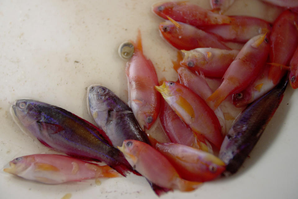 Dead fish lie in a container at a sorting station in Les, Bali, Indonesia, on April 9, 2021. (AP Photo/Alex Lindbloom)