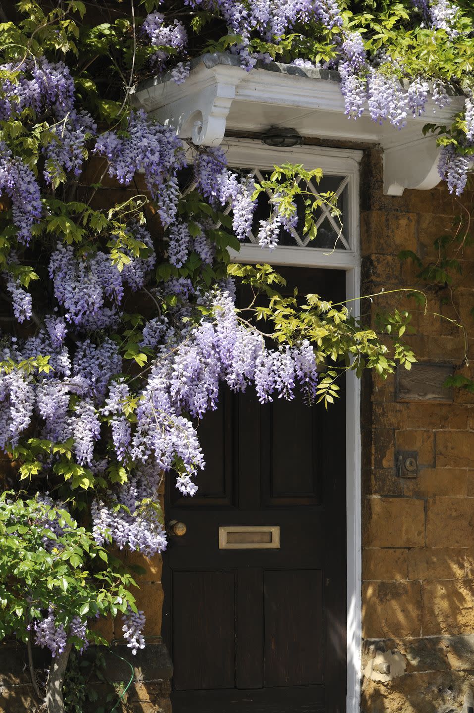 Climbing Plants