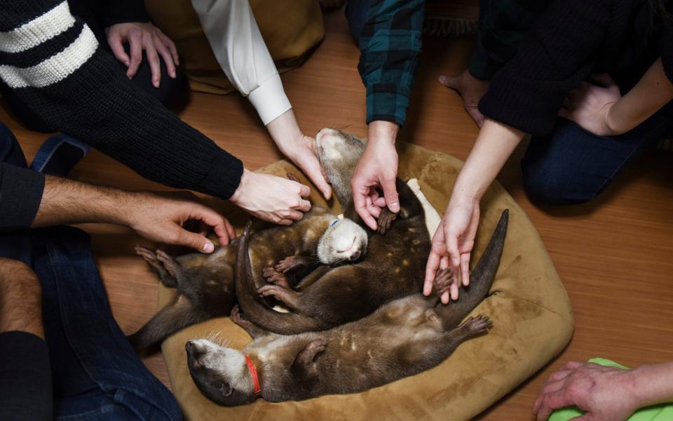 Customers with sleeping otters at an otter cafe in Tokyo - NYTNS / Redux / eyevine