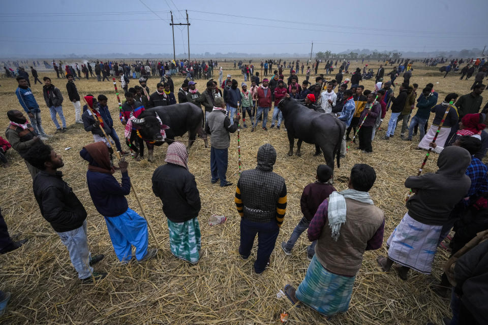 Owners wait with their buffaloes for a fight held as part of the Magh Bihu harvest festival at Ahotguri village, east of Guwahati, India, Jan. 16, 2024. Traditional bird and buffalo fights resumed in India’s remote northeast after the supreme court ended a nine-year ban, despite opposition from wildlife activists. (AP Photo/Anupam Nath)