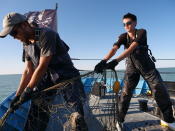 In this photo provided by Sea Shepherd organization, crew members of a Sea Shepherd ship pull an illegal net laid out by poachers in the Gulf of California, Monday March 5, 2018. Experts said Wednesday that at most only 22 vaquitas remain in the Gulf of California, where a grim, increasingly violent battle is playing out between emboldened fishermen and the environmentalist group Sea Shepherd for the smallest and most endangered porpoise in the world. (Sea Shepherd via AP)