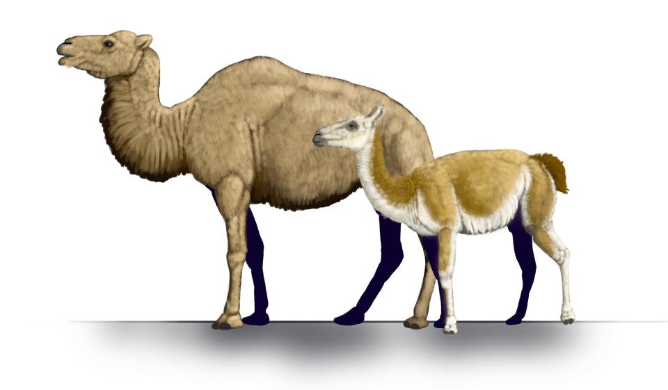 Camelops and Hemiauchenia are shown next to each other in an artist's rendering