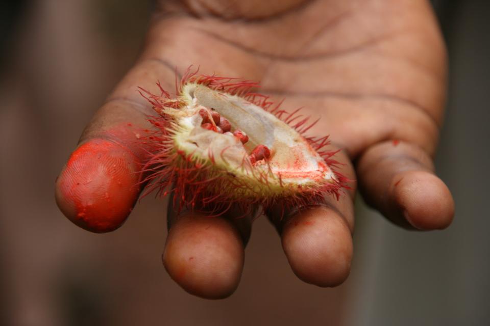 The fruit of the achiote tree contains red seeds that become annatto, a natural food coloring that's used to make cheese orange. (Photo: Foap AB via Getty Images)