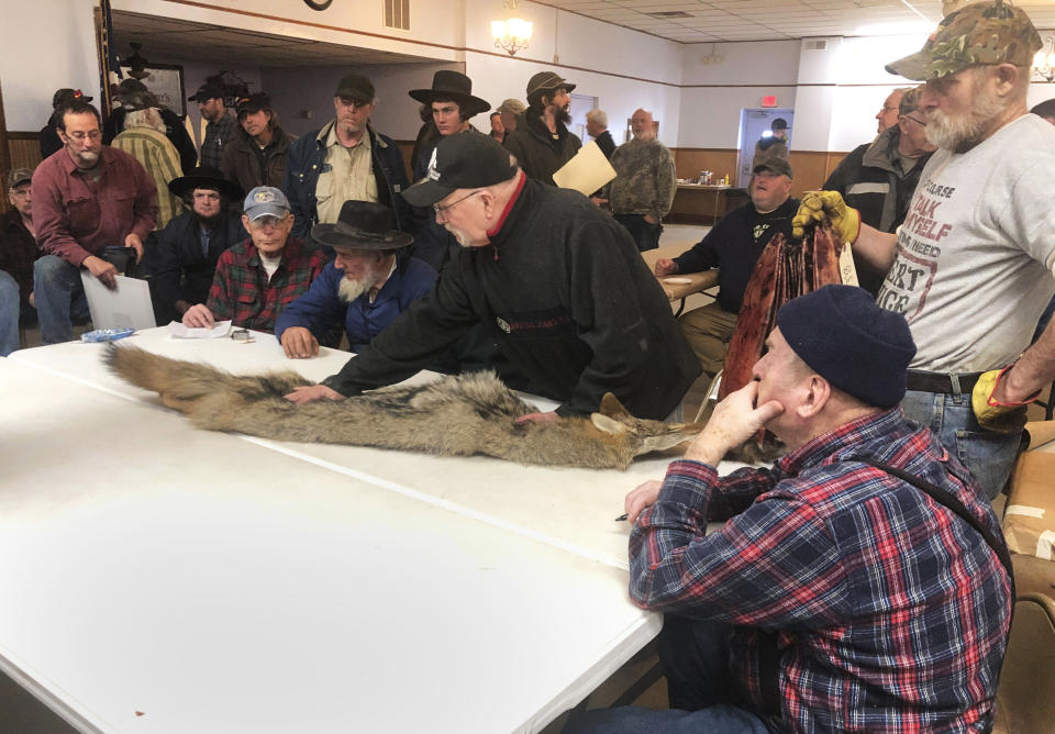 In this Feb. 2, 2019 photo, potential buyers examine a coyote pelt on a table at a trappers' auction in Herkimer, N.Y. Coyote fur is sold at big auction houses in Canada, by individual fur buyers across North America and at local auctions near where the animals roam. (AP Photo/Michael Hill)