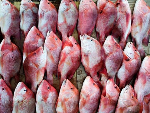 <span class="caption">Under a new proposal, bourzwa fish will only be permitted to be caught and sold in Seychelles.</span> <span class="attribution"><span class="source">James Robinson</span>, <span class="license">Author provided</span></span>