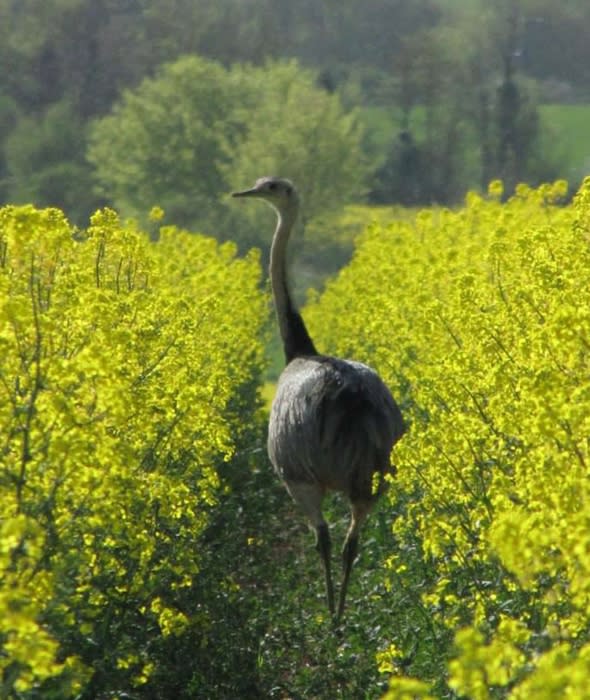 giant-bird-south-american-rhea-hertfordshire