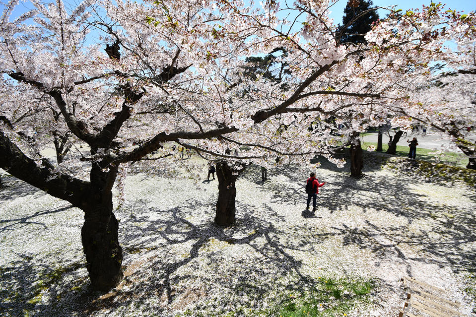 日本櫻花2024｜北海道賞櫻5大好去處！五稜郭公園粉紅五角星形城廓/心形絕景天狗櫻/7km櫻花大道+櫻花祭典