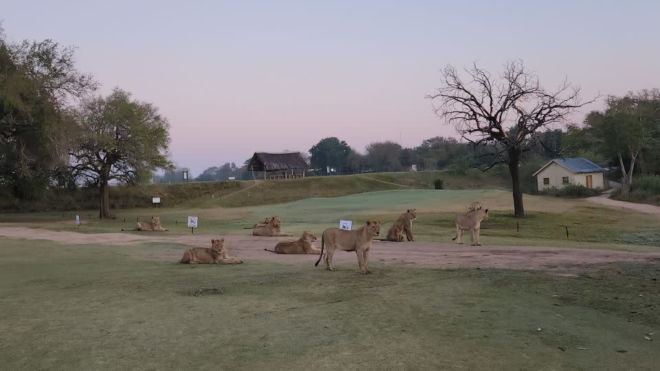 Lions deal relatively little damage to the course compared with other animals. - Indalo Wiltshire Skukuza Golf Club