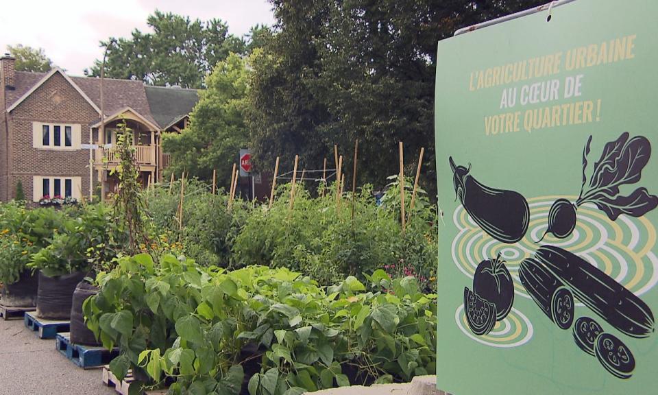 Large black pots on pallets are brimming with green vegetables and fruits on Place Guillaume-Couture in NDG.