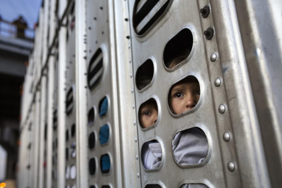 Un par de niñas migrantes centroamericanas, parte de la caravana que espera llegar a la frontera con Estados Unidos, viajan en un camión de pollos en Irapuato, México, el lunes 12 de noviembre de 2018. (AP Foto / Rodrigo Abd)