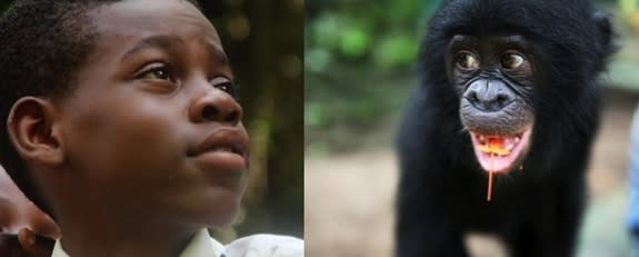 Bonobos are gravely endangered, but scientists can use knowledge of human psychology to boost support for the animals' protection among the populations that matter most to bonobos' survival — the Congolese. Such research is conducted at Lola Ya