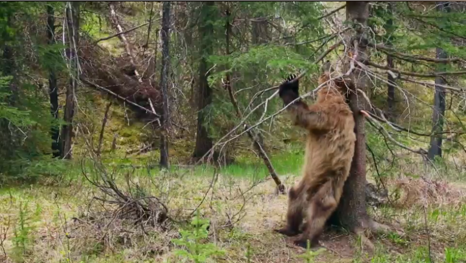 A grizzly bear scratches their itch. (BBC)
