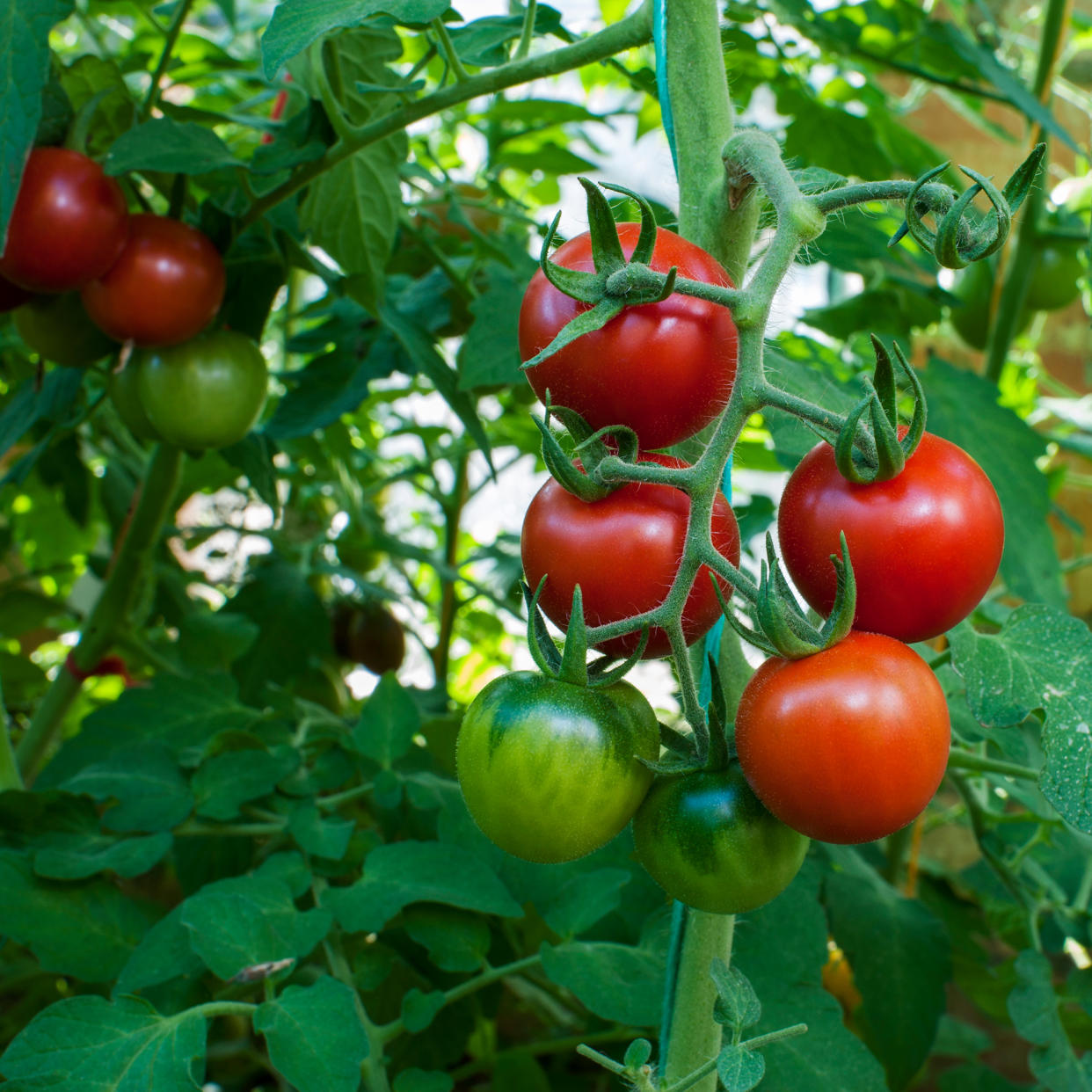  Tomatoes growing on plant. 