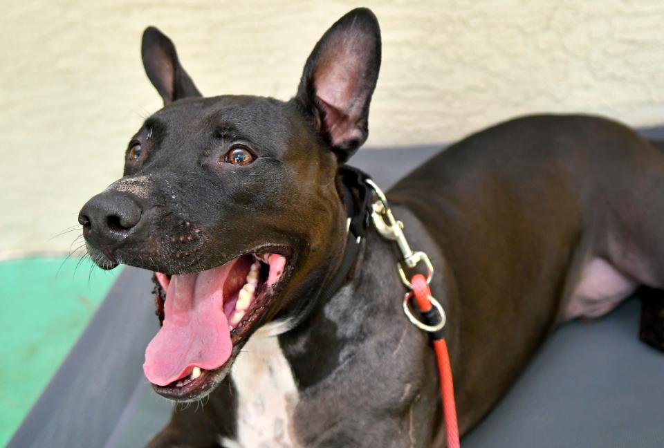 Update: Koda was recently adopted. He is a sweet-natured mixed breed who likes kids and adults. For more info on pets available, contact the SPCA of Brevard adoption center on  6035 Sisson Road in Titusville. (321) 567-3615.